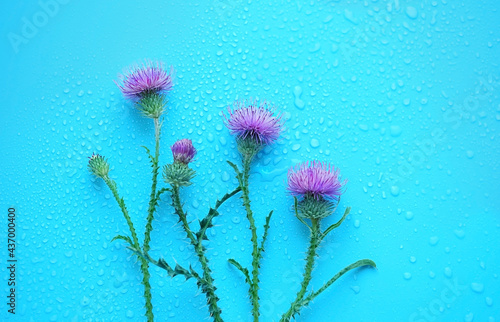 burdock flowers and water drops on blue background. Purple prickly heads flower of blooming burdock  Arctium lappa  Plumeless thistles  carduus plant . flat lay