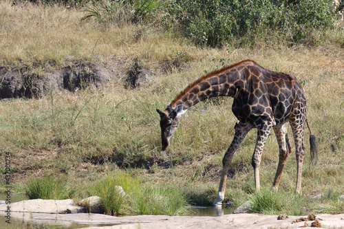 Photography Giraffe / Giraffe / Giraffa camelopardalis