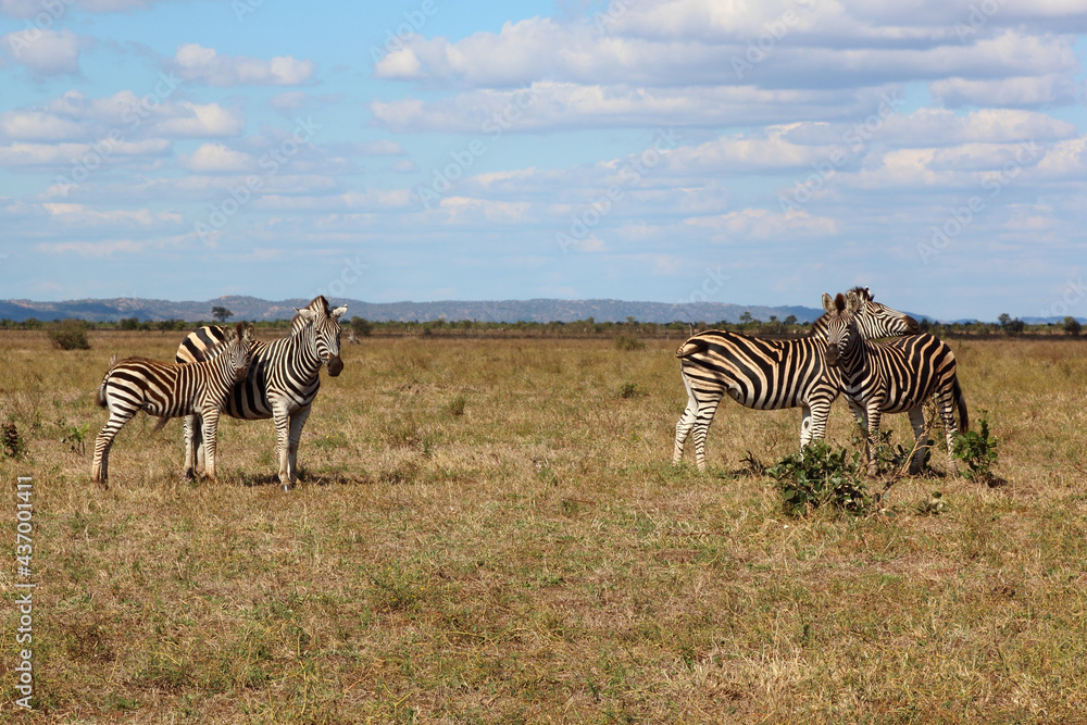 Obraz premium Steppenzebra / Burchell's zebra / Equus burchellii....