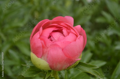 Wallpaper Mural pione  Torontodigital.ca