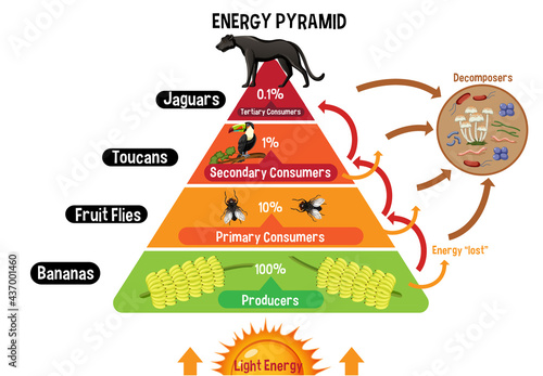 Diagram showing energy pyramid for education