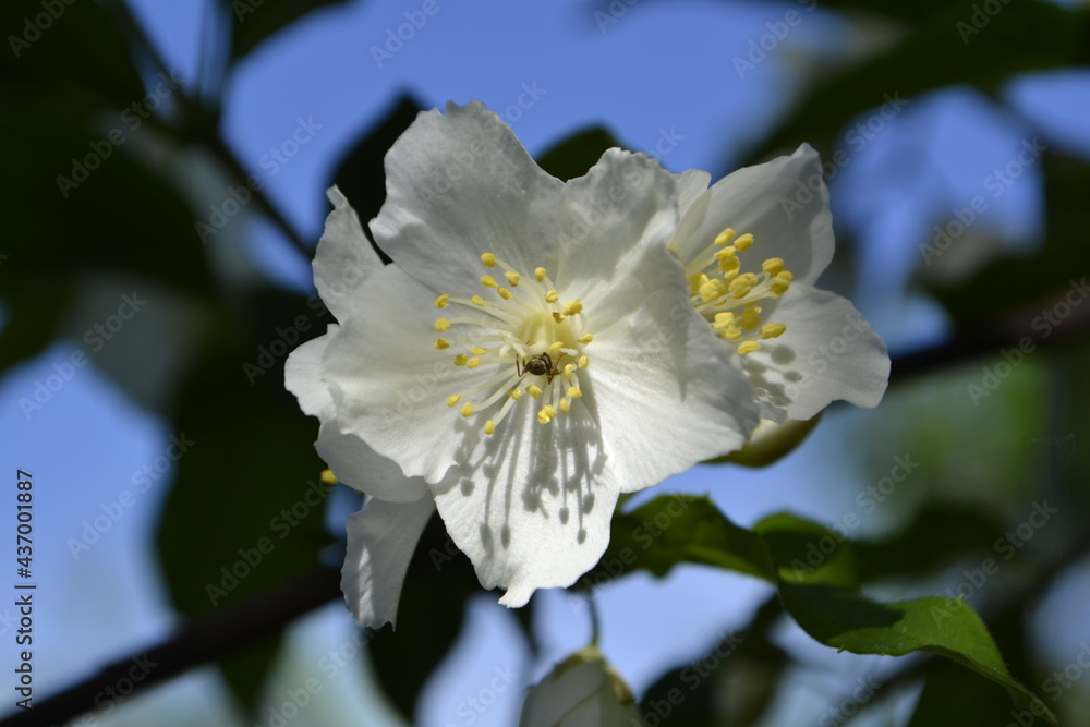 Obraz premium white flower of a tree