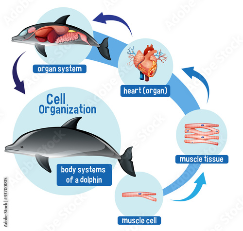 Diagram showing cell organization in a dolphin