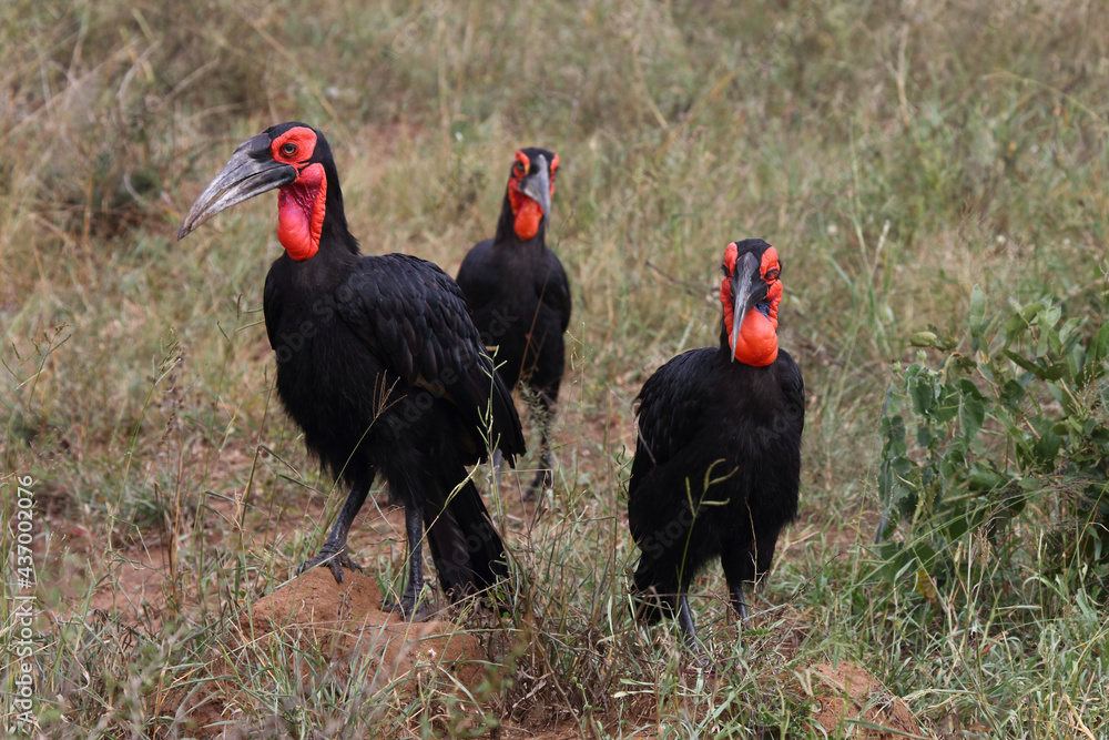 Kaffernhornrabe / Southern ground hornbill / Bucorvus leadbeateri Kaffernhornrabe / Southern ground hornbill / Bucorvus leadbeateri