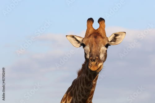 Canvas Print Giraffe / Giraffe / Giraffa camelopardalis