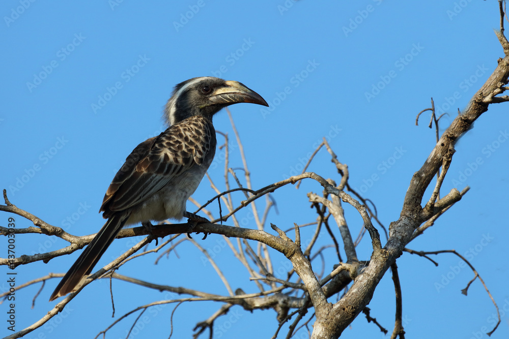 Grautoko / African grey hornbill / Tockus nasutus