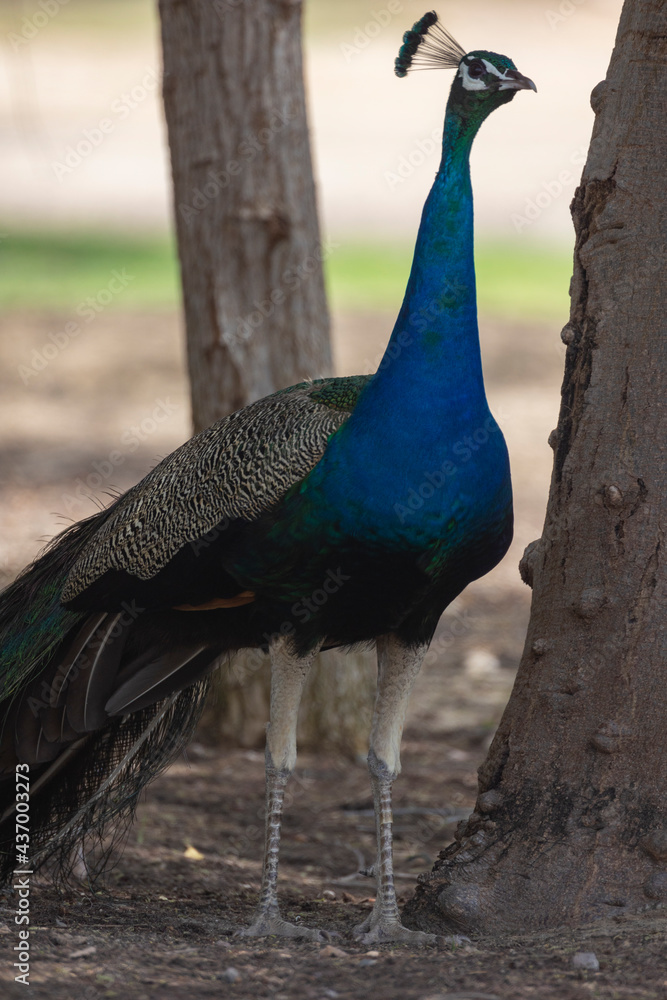 Peacock peafowl in wildlife conservation park in Abu Dhabi, United Arab Emirates Peacock peafowl in wildlife conservation park in Abu Dhabi, United Arab Emirates