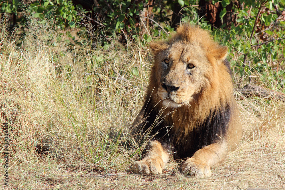 Afrikanischer Löwe / African lion / Panthera leo. Afrikanischer Löwe / African lion / Panthera leo.