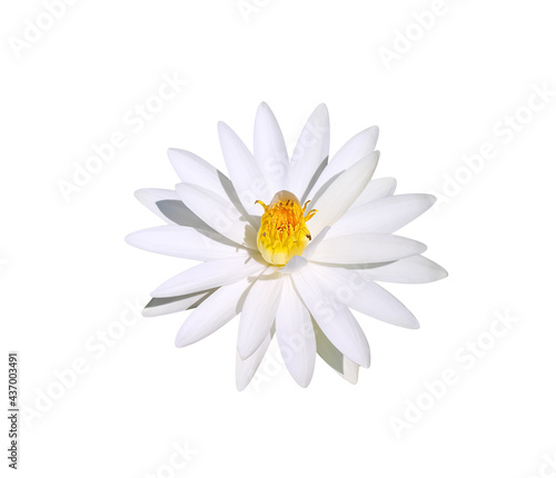 White lotus or water lily isolated on background , clipping path