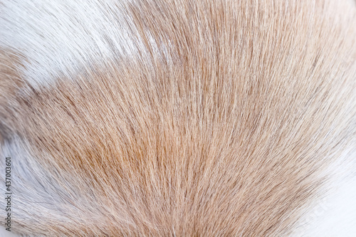 Background of furry cat soft texture with light brown and white patterns © Amphawan