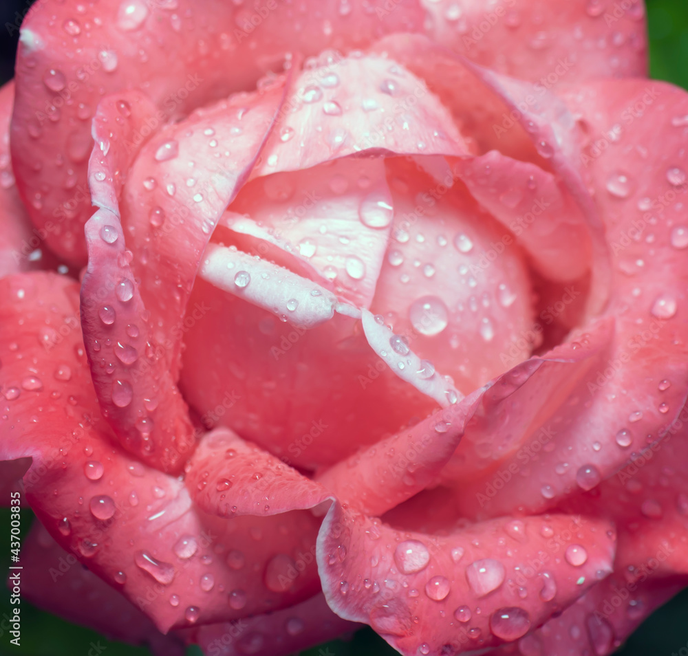 pink rose, close-up. there are raindrops pink rose, close-up. there are raindrops