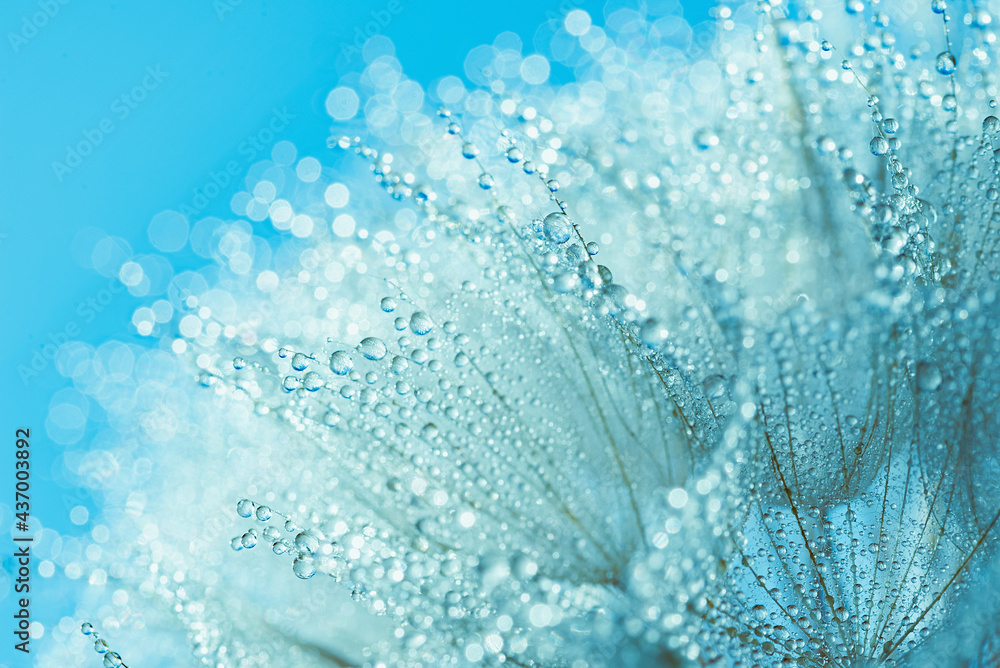 Abstract dandelion flower seeds with water drops background