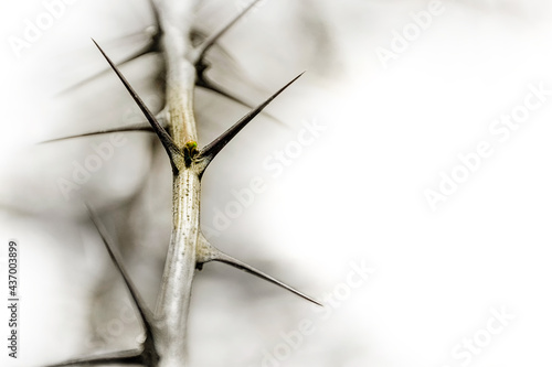 A single bud between the thorns on a bush branch. Copy space with a white background. Survival and new life concept.