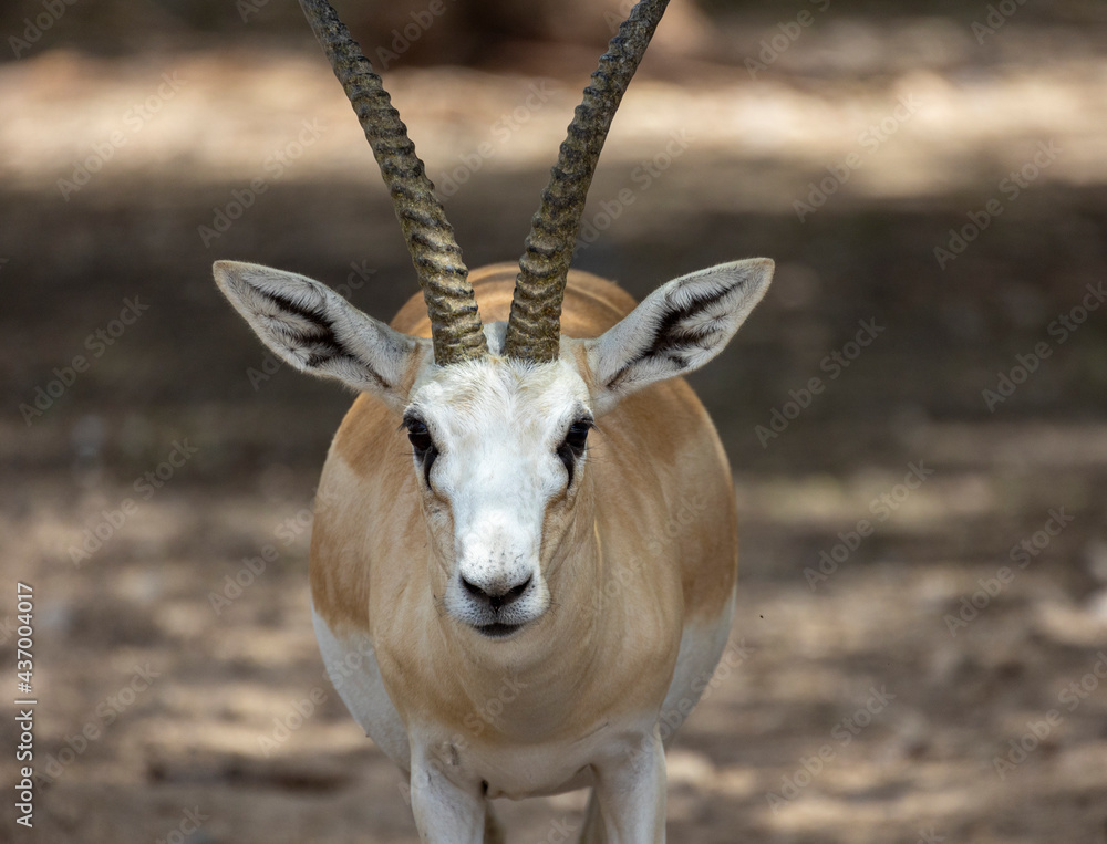 Close up of Sand Gazelle in wildlife conservation park, Abu Dhabi, United Arab Emirates Close up of Sand Gazelle in wildlife conservation park, Abu Dhabi, United Arab Emirates