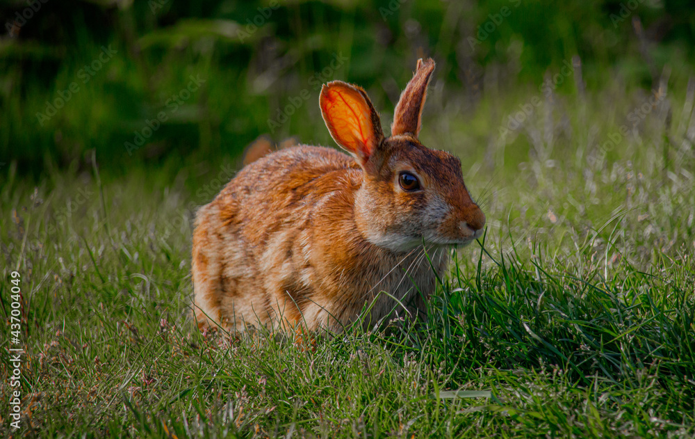Fototapeta premium rabbit in the grass