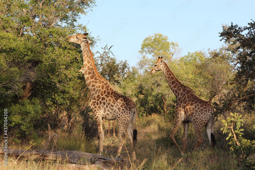 Fototapeta premium Giraffe / Giraffe / Giraffa camelopardalis