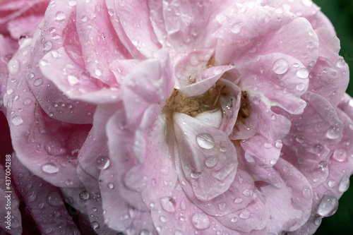 pink rose, close-up. there are raindrops