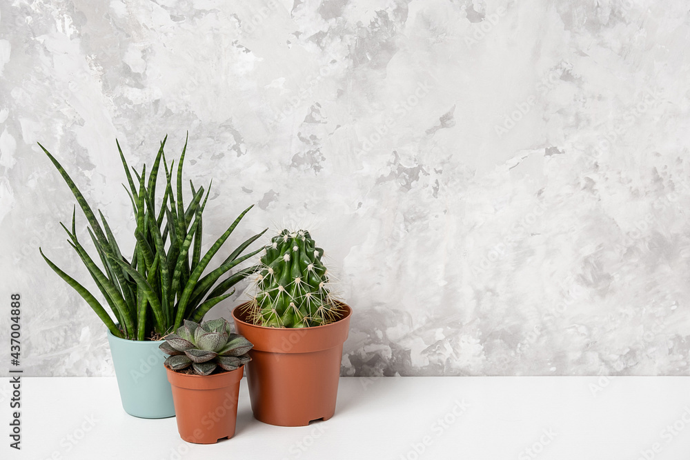 Home plants. Succulents and cactus in brown pots on table against stone wall . Close-up, Front view Home plants. Succulents and cactus in brown pots on table against stone wall . Close-up, Front view