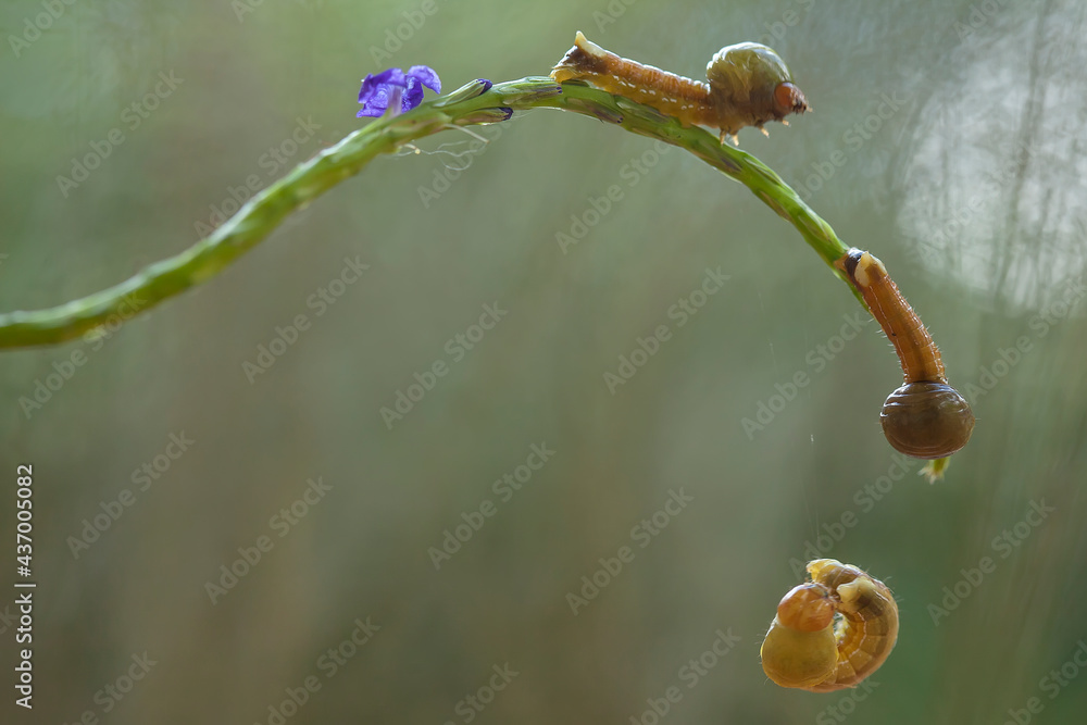 Unique Caterpillars on Nature Place