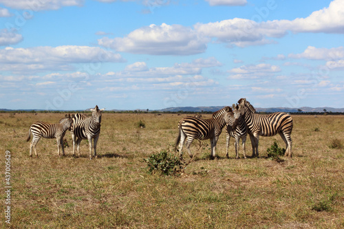 Steppenzebra   Burchell s zebra   Equus burchellii....