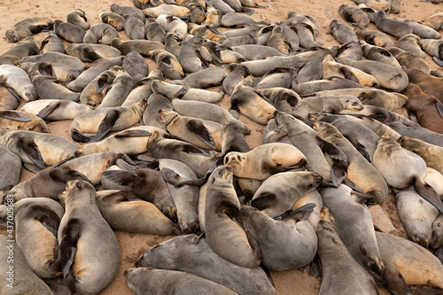 Manada de focas en la playa en Cappe Cross, Namibia. © Lola Fdez. Nogales