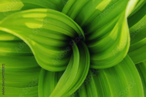 Beautiful natural background of fresh green leaves swirling in a spiral.
