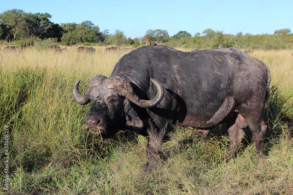 Kaffernbüffel / African buffalo / Syncerus caffer Kaffernbüffel / African buffalo / Syncerus caffer