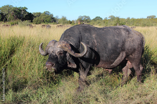 Kaffernb  ffel   African buffalo   Syncerus caffer