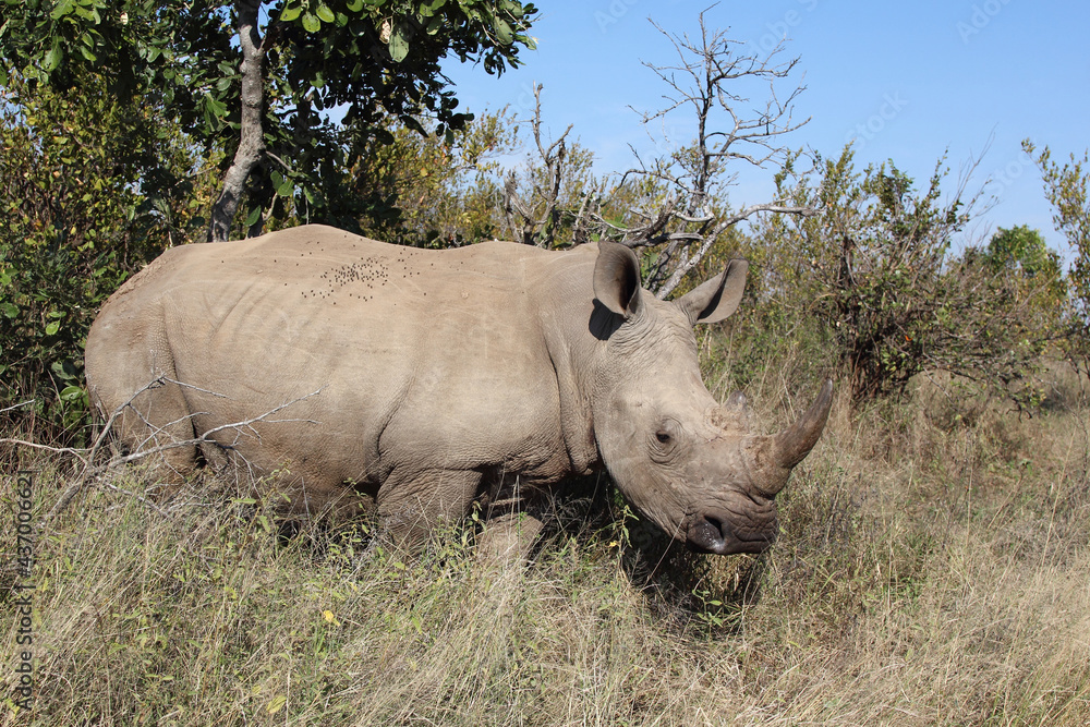 Obraz premium Breitmaulnashorn / Square-lipped rhinoceros / Ceratotherium Simum