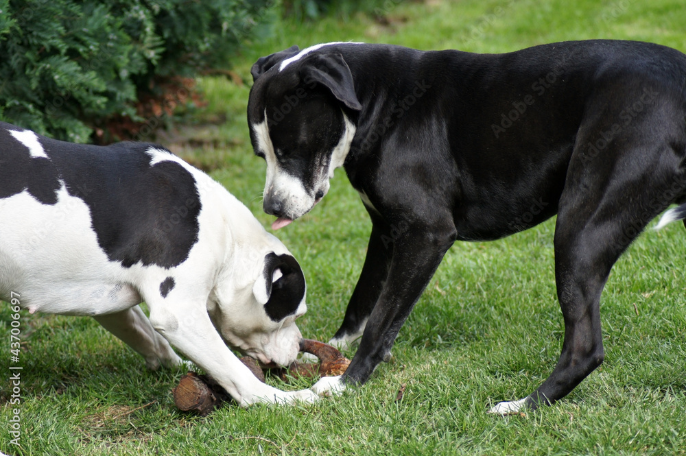 Zwei Hunde Bulldoggen spielen auf der Wiese