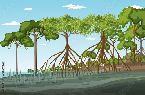 Mangrove forest landscape scene at daytime