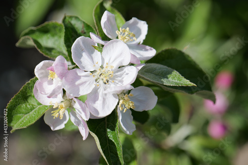 horizontal shot close up apple tree flowers