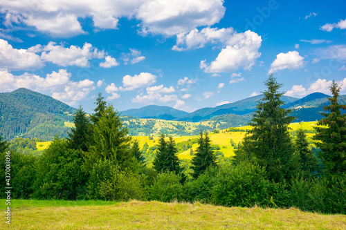 countryside summer landscape in mountains. trees on the grassy meadow. rural fields on the distant hills. sunny scenery with fluffy clouds on the blue sky