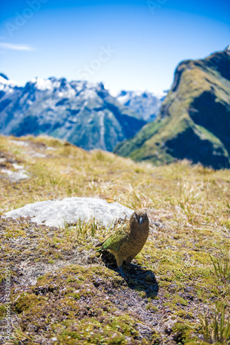 Alpine parrot "KEA" on Milford Track, Fiordland National Park, Great Walks, Te Wahipounamu, New Zealand