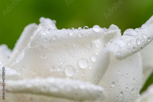 雨に濡れた白いバラ