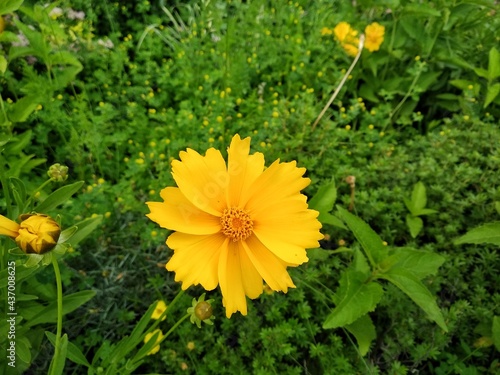 Coreopsis pubescens, called star tickseed in common. Yellow flower in garden. Descktop floral background photo