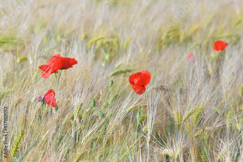  beautiful red poppy blooming in a cereal field © coco