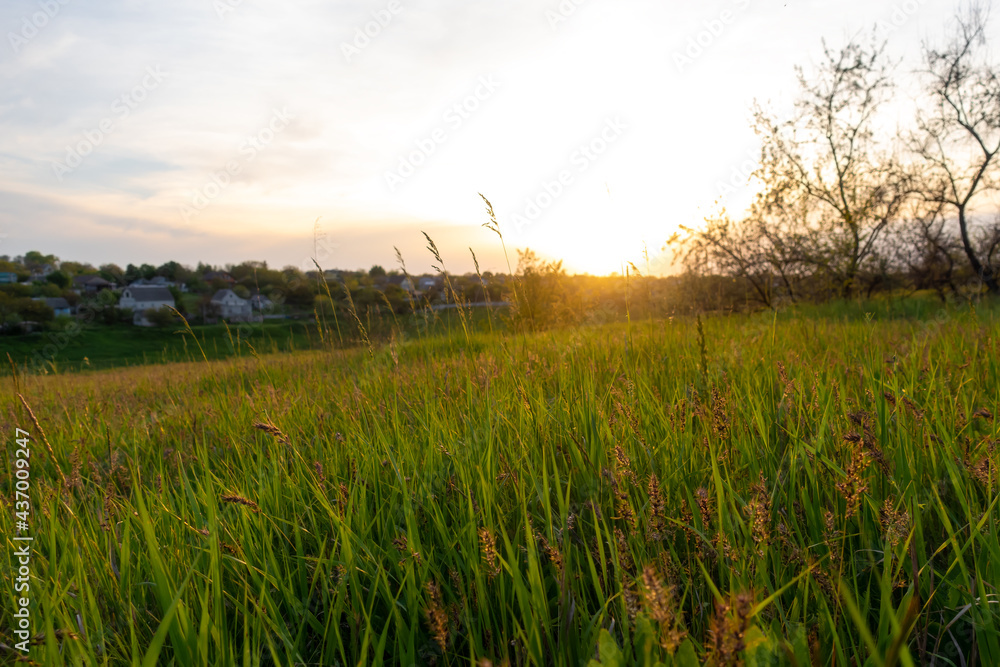 Fresh green meadow at sunset or sunrise. Spikelets of grass on fresh spring field. Beauty in nature, idyllic summer landscape.