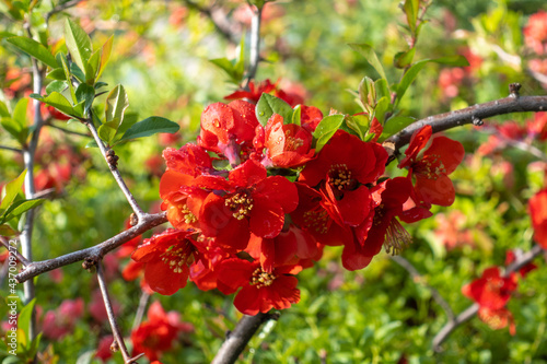 Red bright flowers of Japanese quince tree (Maule's quince, Chaenomeles japonica). Texas scarlet flower shrub with young green leaves. Flowering spring floral background.