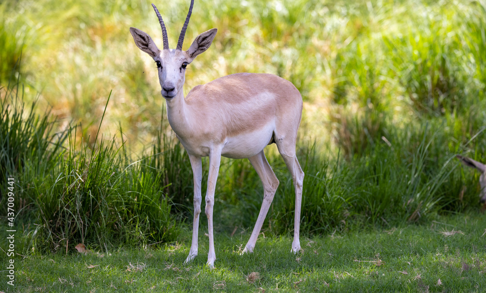 Young Sand Gazelle calf in wildlife conservation park, Abu Dhabi, United Arab Emirates Young Sand Gazelle calf in wildlife conservation park, Abu Dhabi, United Arab Emirates