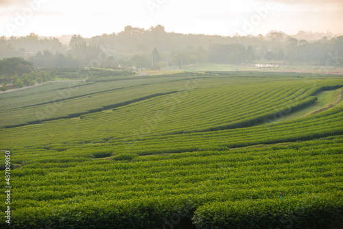 The tea plantations background   Tea plantations in morning light
