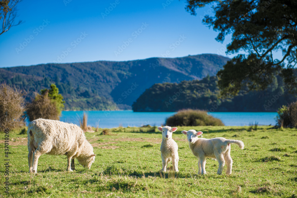 Obraz premium Sheep & Lambs on Kenepuru Sound, Marlborough Sounds, New Zealand