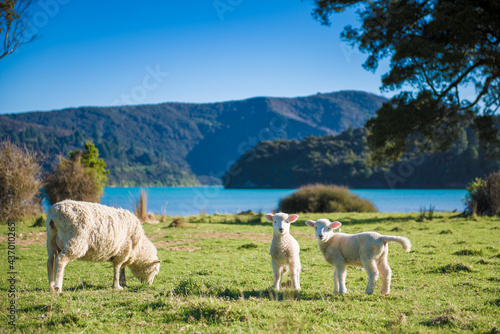 Sheep & Lambs on Kenepuru Sound, Marlborough Sounds, New Zealand photo
