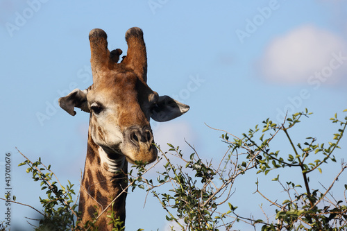 Photography Giraffe / Giraffe / Giraffa camelopardalis