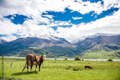 Cows in Matukituki Valley  Mount Aspiring National Park  Te waipounamu  New Zealand