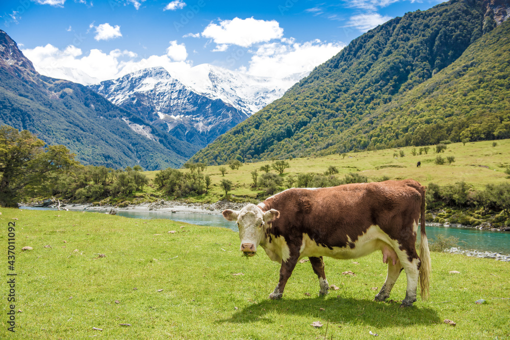 Cow in Matukituki Valley, Mount Aspiring National Park, Te waipounamu, New Zealand