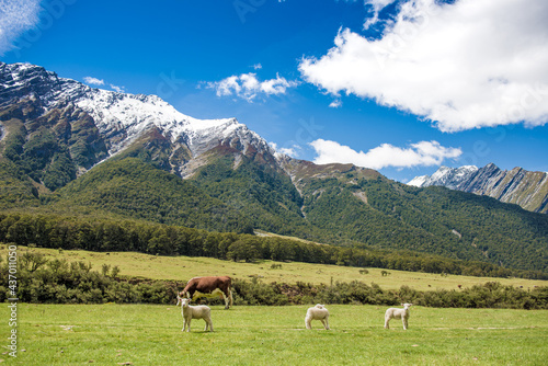 Lambs & Cow in Matukituki Valley, Mount Aspiring National Park, Te waipounamu, New Zealand