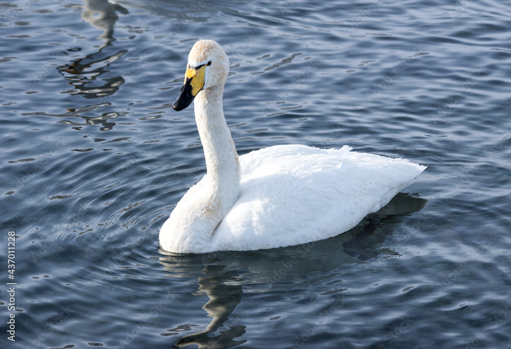 White swans swimming in the nonfreezing winter lake White swans swimming in the nonfreezing winter lake