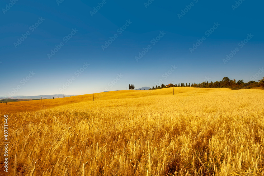 Tuscany wheat field landscape