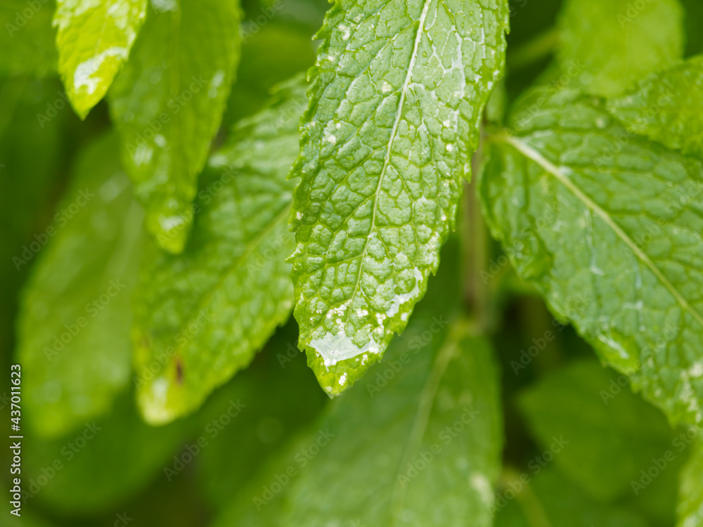 mint leaves